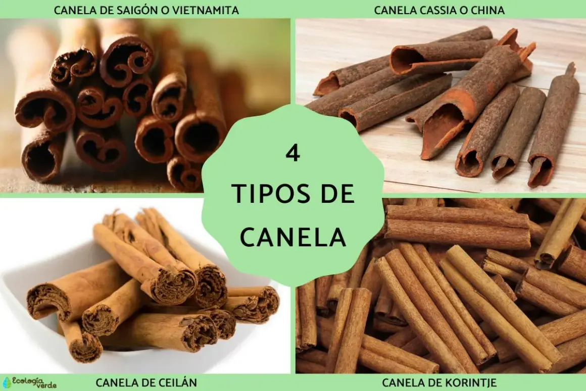 Cuatro tipos de canela: Saigón, Cassia, Ceilán y Korintje. Descubre los beneficios de la canela en tu cocina.