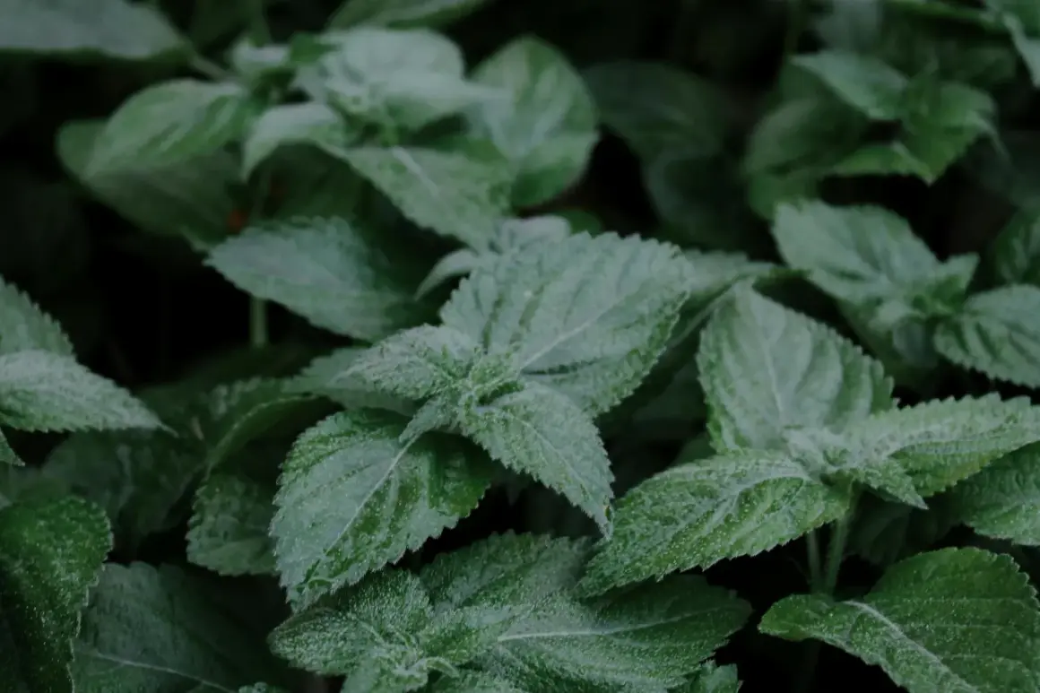 Hojas verdes y texturizadas de melisa, conocida por sus propiedades calmantes y digestivas.