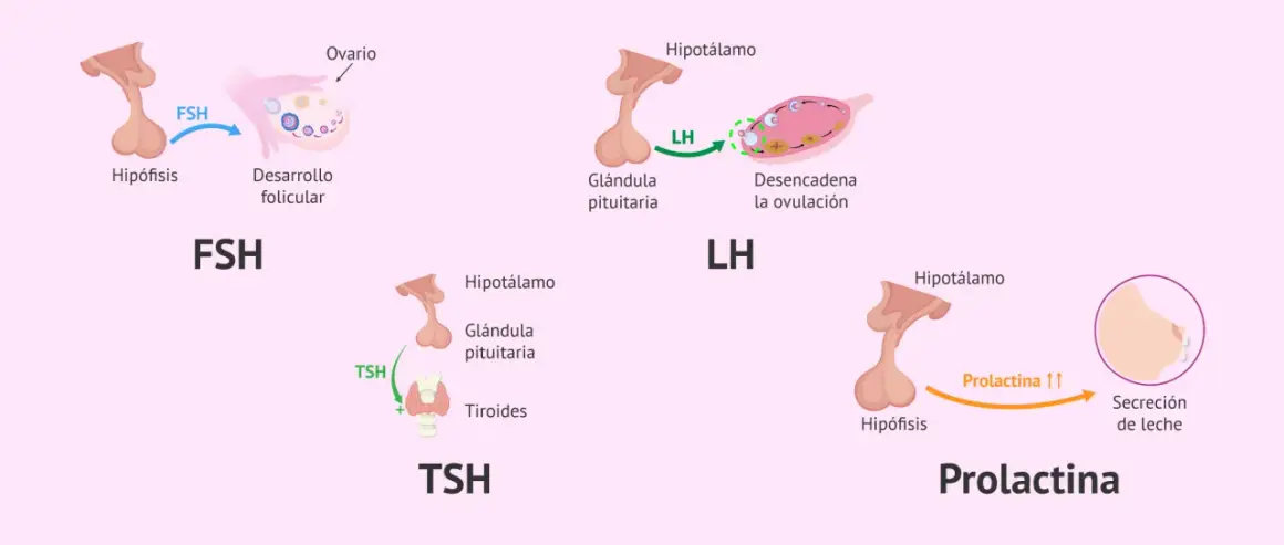 Ilustración de tipos de hormonas: FSH para desarrollo folicular, LH para ovulación, TSH para tiroides y Prolactina para secreción de leche.