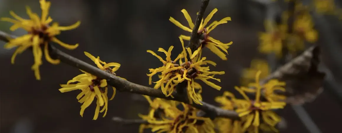 Flores amarillas de hamamelis en una rama, destacando sus propiedades medicinales y su belleza otoñal.