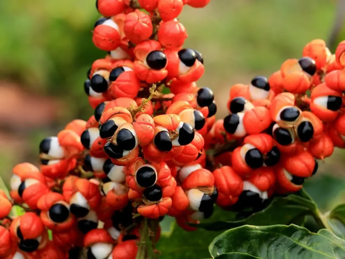 Racimos de guarana fruta, con sus cálices anaranjados abiertos revelando semillas negras y blancas, como pequeños ojos curiosos.