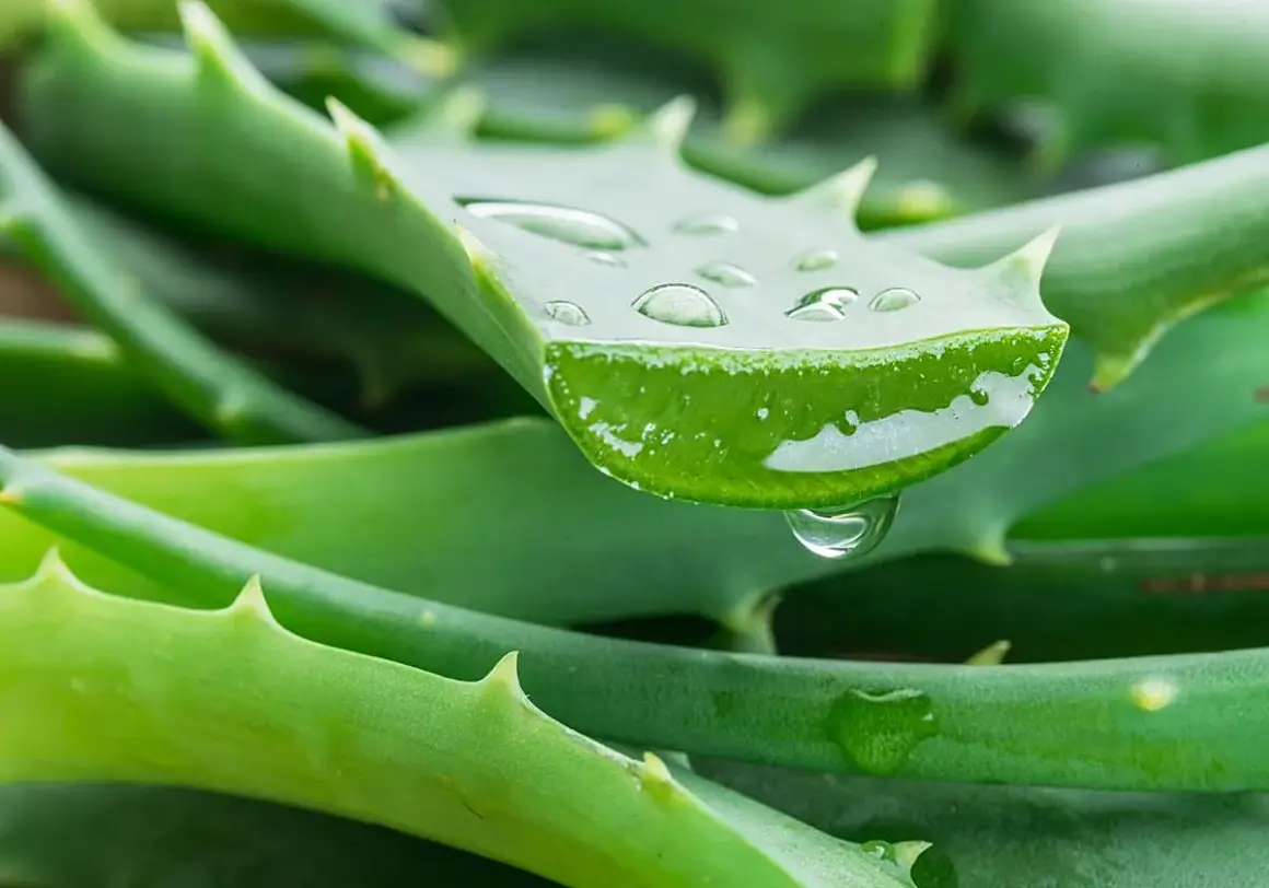 Gotas de gel de aloe vera sobre hojas verdes, revelando los beneficios del aloe vera en la piel.