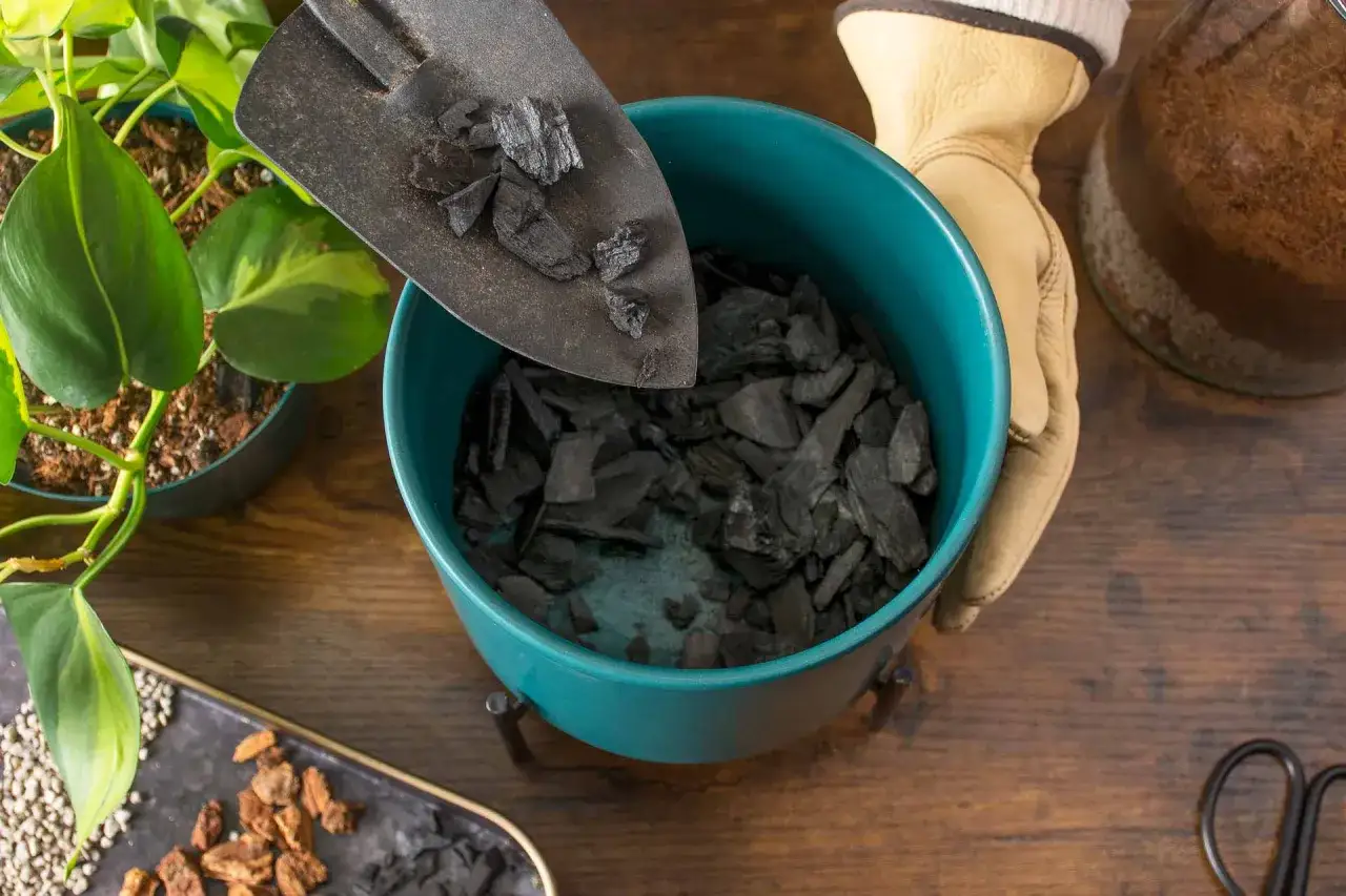 Un pala añade carbón vegetal a una maceta azul. El carbón vegetal sirve para mejorar el drenaje y la aireación del sustrato de las plantas.