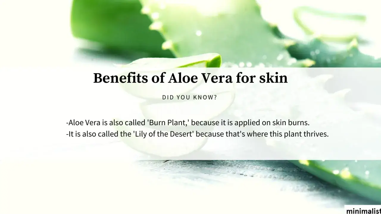 Rodajas de aloe vera fresco, destacando sus beneficios para la piel. Conocido como 'Planta de Quemaduras' y 'Lirio del Desierto'.