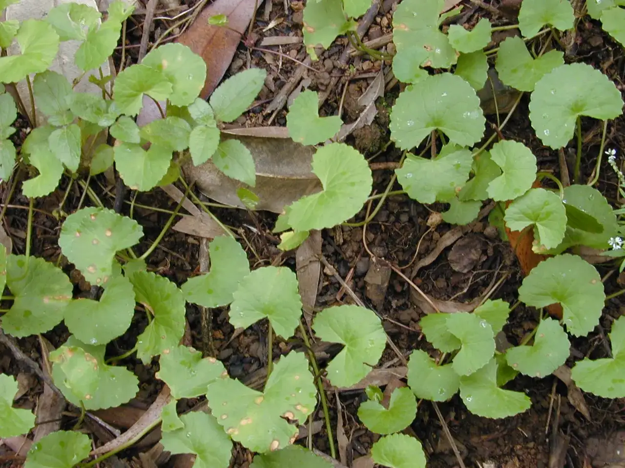 Hojas verdes y redondas de centella asiática cubren el suelo, algunas con manchas marrones.