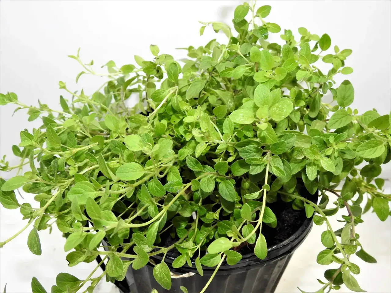 Planta de mejorana en maceta negra, con hojas verdes vibrantes. Sus propiedades culinarias y medicinales la hacen muy apreciada.