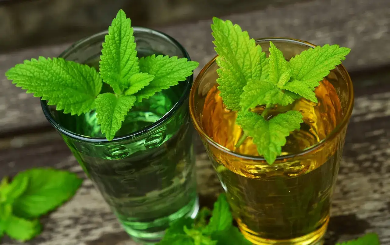 Dos vasos con l&iacute;quidos de colores, uno verde y otro &aacute;mbar, adornados con hojas de melisa. La melisa para que sirve, se dice que calma y refresca.