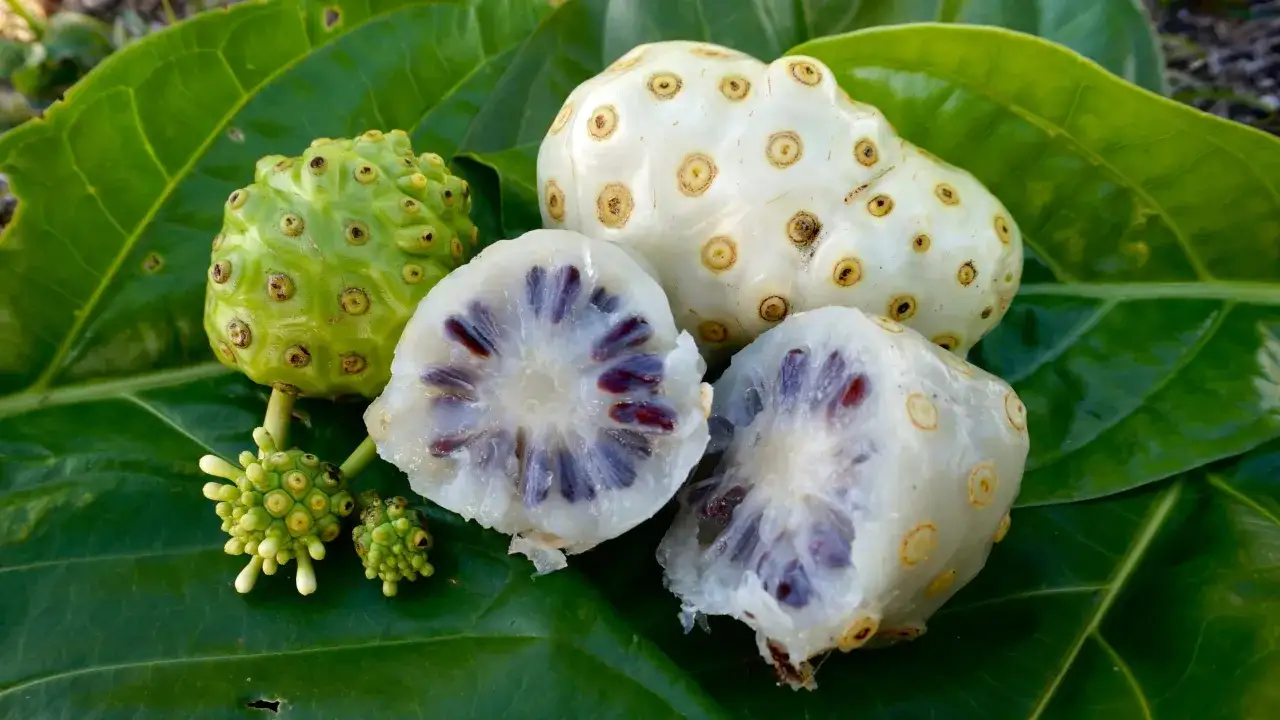Fruta noni, verde y blanca, entera y cortada, sobre hojas verdes. Sus semillas moradas se asoman.
