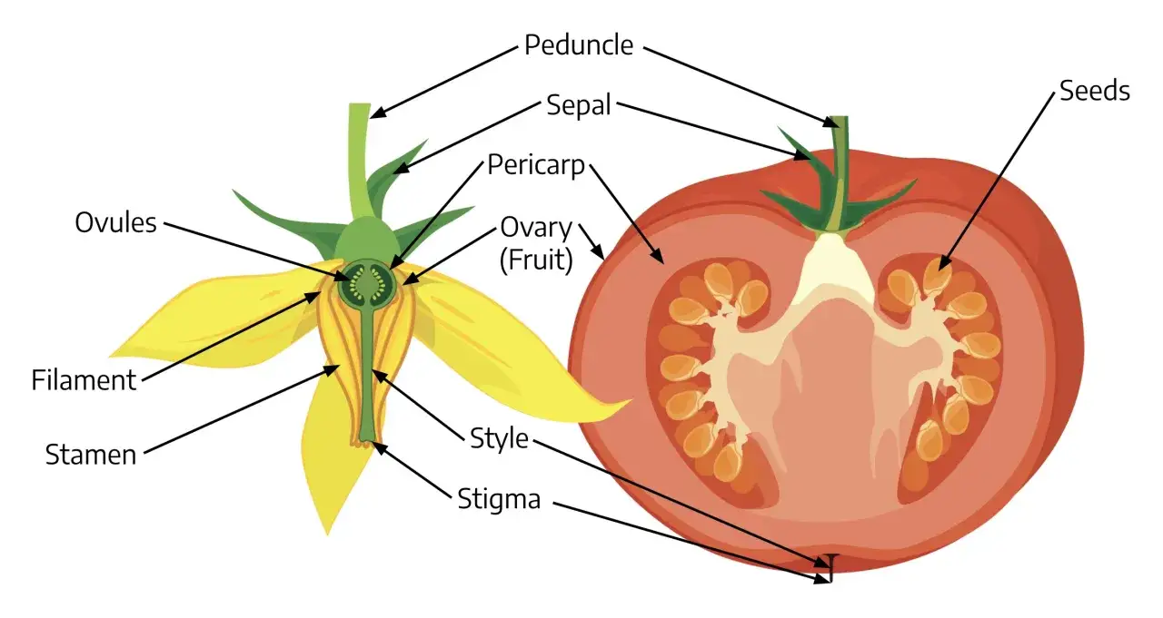 Diagrama de flor y fruto de tomate, mostrando que son las bayas. Se señalan pedúnculo, sépalo, pericarpio, óvulos, estambre, filamento, estilo, estigma y semillas.