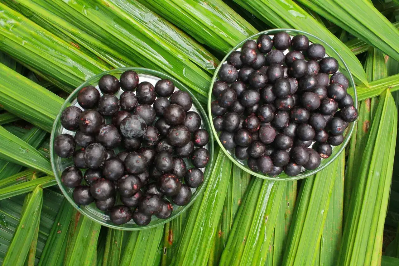 Dos cuencos llenos de bayas de acai que es, sobre hojas verdes brillantes.