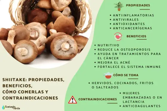 Setas Shiitake - ¿Qué aportan realmente a tu dieta?