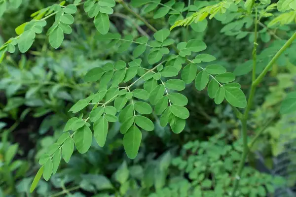 Ramas de moringa con hojas verdes vibrantes, destacando sus múltiples moringa propiedades.