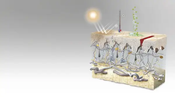 Ilustración detallada de las capas de la piel, mostrando la epidermis, dermis y tejido adiposo, con elementos como el sol, un termómetro y una herida.