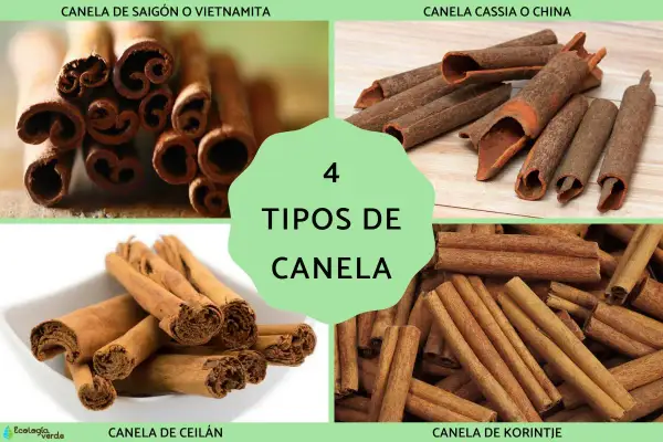 Cuatro tipos de canela: Saigón, Cassia, Ceilán y Korintje. Descubre los beneficios de la canela en tu cocina.