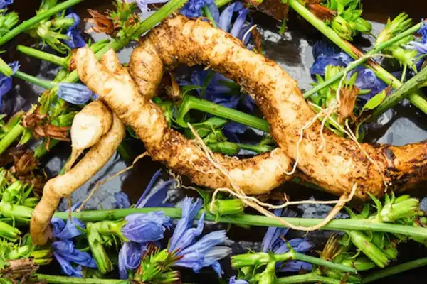 Raíz de achicoria, con sus delicadas flores azules y tallos verdes, lista para ser utilizada en remedios naturales.