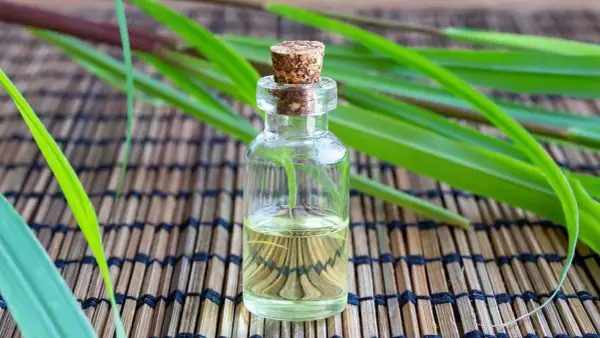 Aceite esencial de citronela en frasco de vidrio, rodeado de hojas verdes. Descubre qué es la citronela y sus usos.
