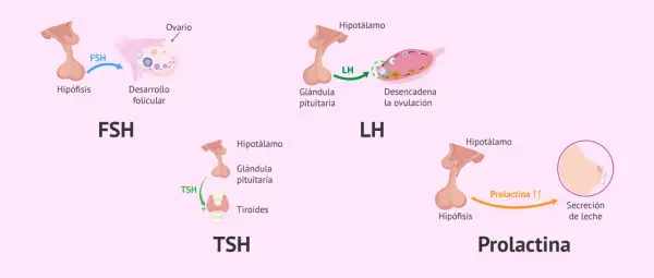 Ilustración de tipos de hormonas: FSH para desarrollo folicular, LH para ovulación, TSH para tiroides y Prolactina para secreción de leche.