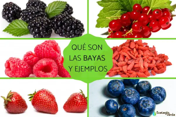 Imágenes de moras, frambuesas, grosellas, bayas de goji, fresas y arándanos. Descubre qué son las bayas y sus ejemplos.