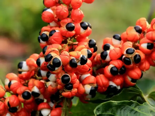 Racimos de guarana fruta, con sus cálices anaranjados abiertos revelando semillas negras y blancas, como pequeños ojos curiosos.
