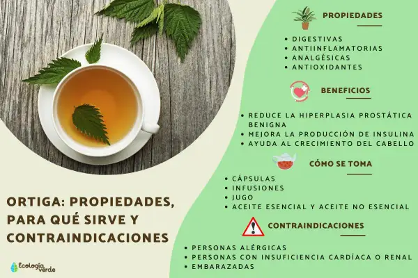 Té de ortiga, destacando sus beneficios como digestivos, antiinflamatorios y para el crecimiento del cabello.